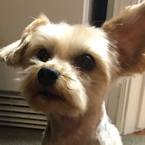 Meet your Posher, Roberta